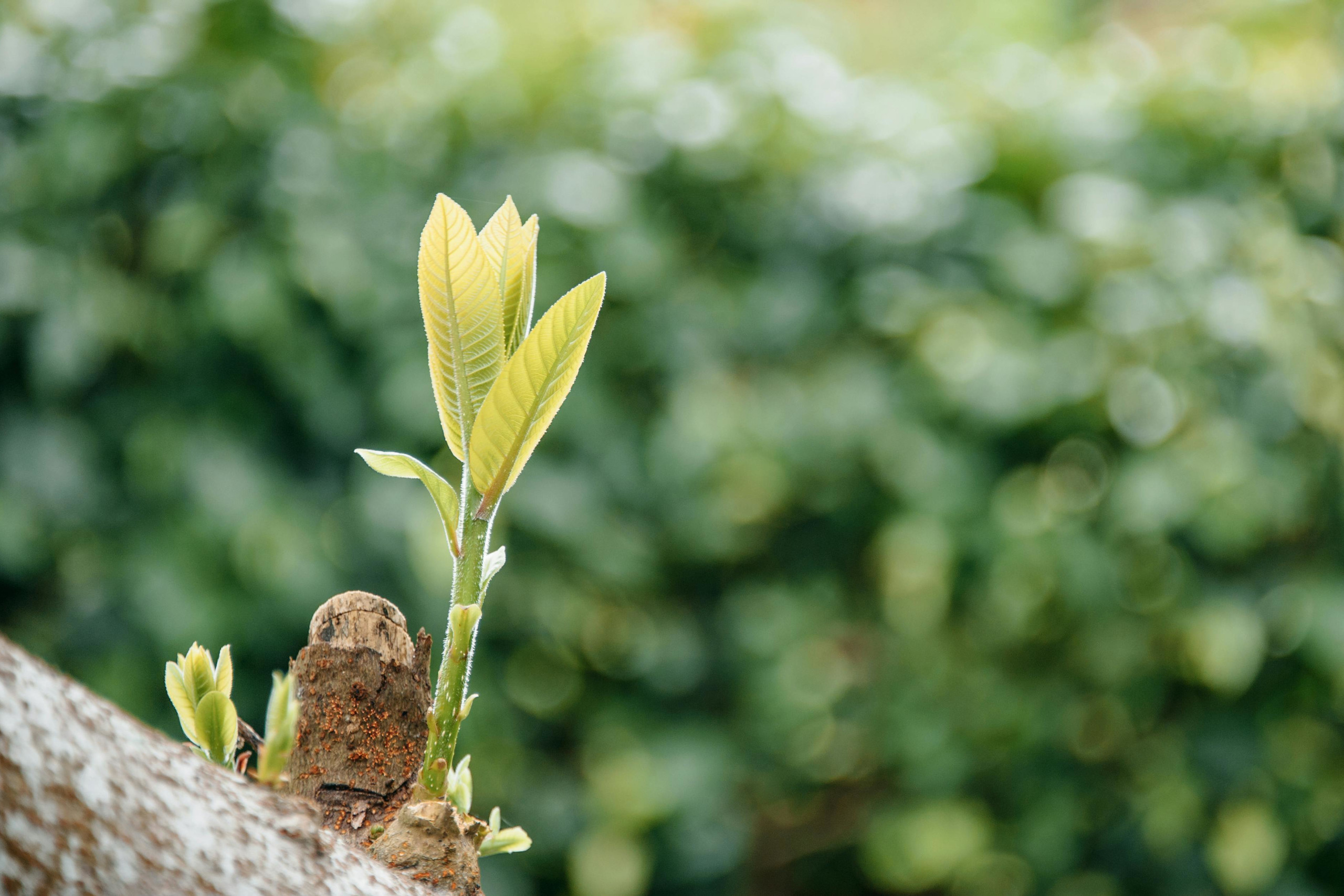 pexels-minan1398-1327739 rdcd